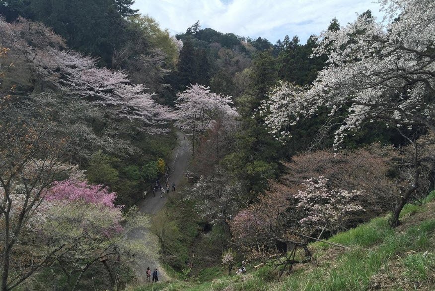 Forestry Research Institute Tama Forest Science Park, Japan